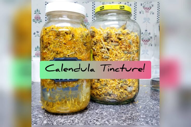 calendula tincture recipe